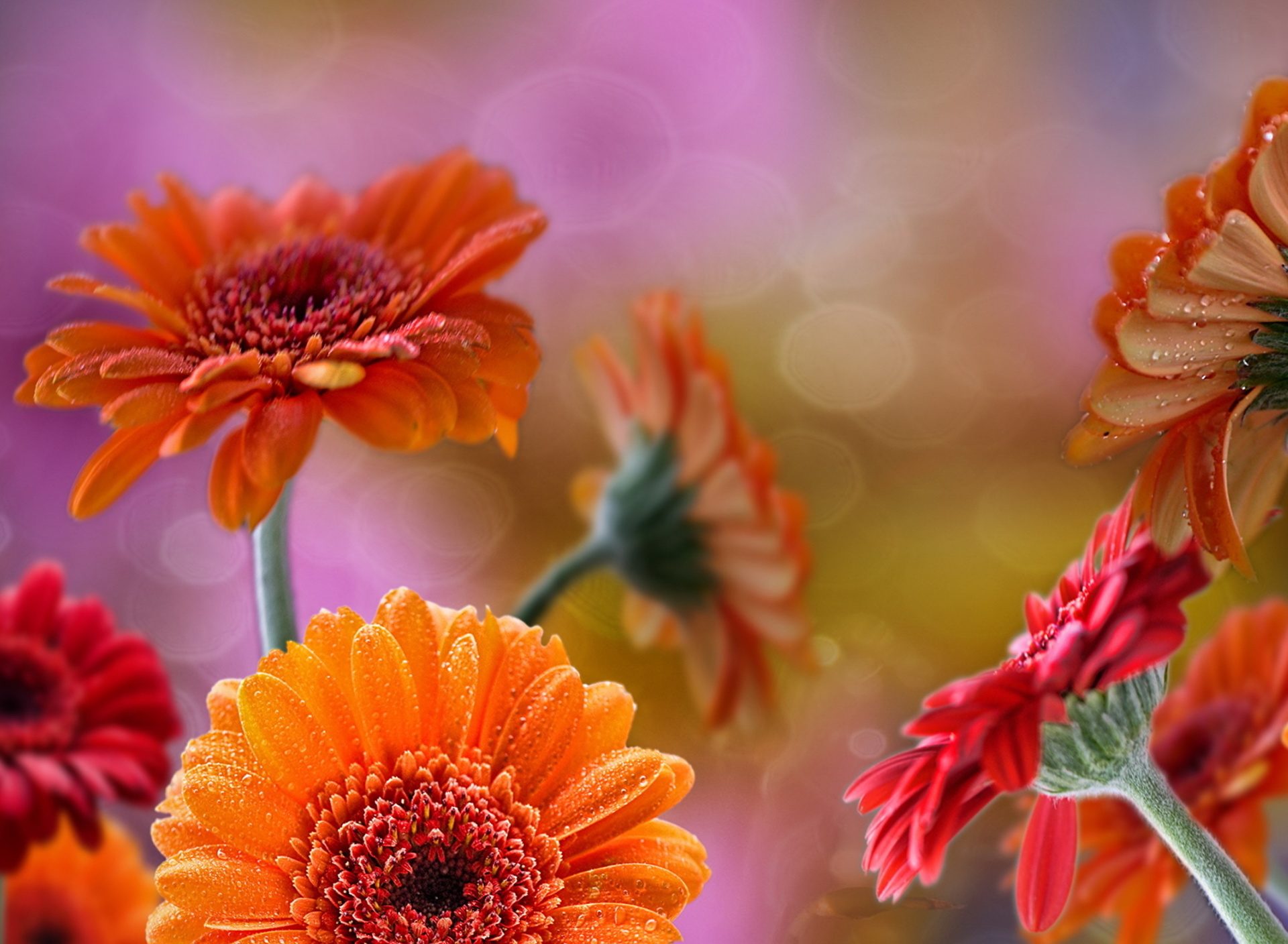 Fondo de pantalla Gerberas Drops HD 1920x1408