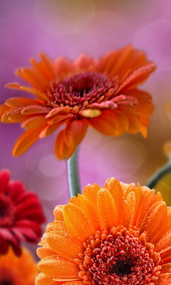 Fondo de pantalla Gerberas Drops HD 240x400