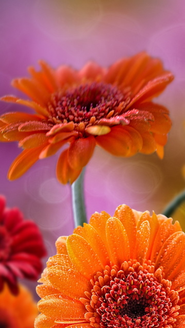 Gerberas Drops HD screenshot #1 360x640