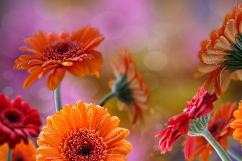 Gerberas Drops HD screenshot #1 480x320