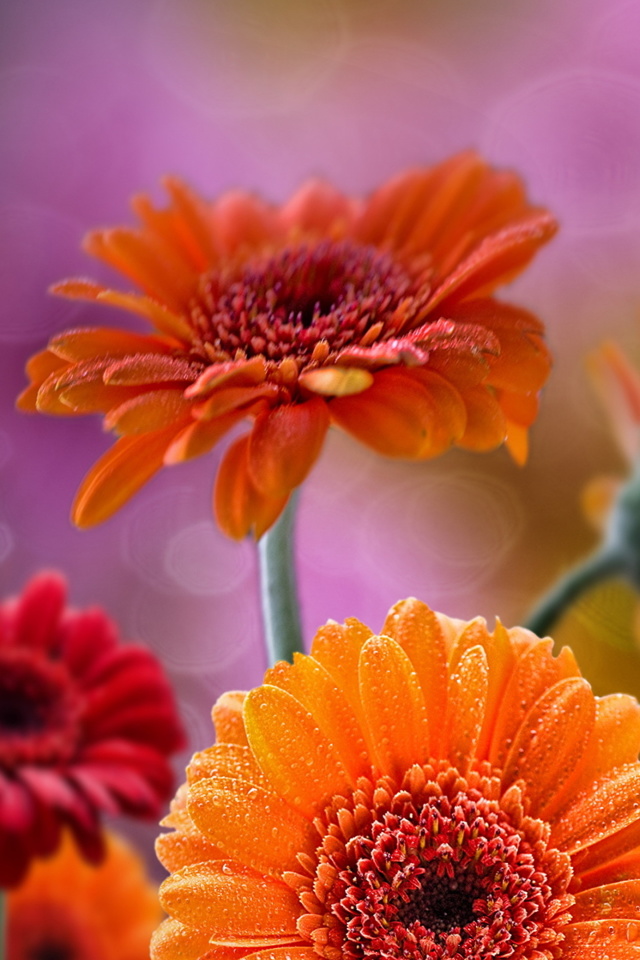 Fondo de pantalla Gerberas Drops HD 640x960