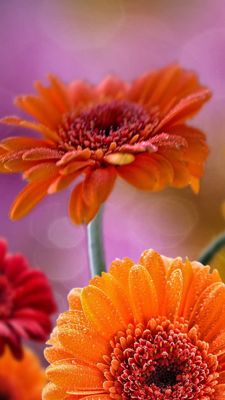 Das Gerberas Drops HD Wallpaper 750x1334