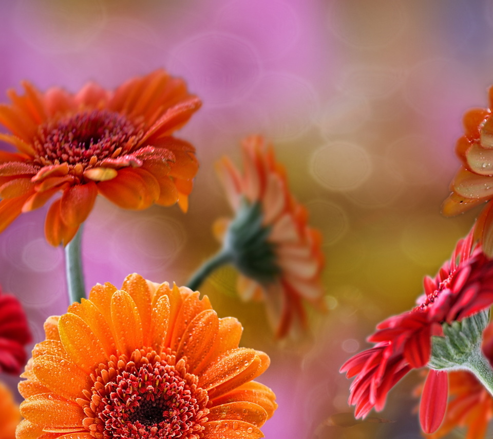 Gerberas Drops HD wallpaper 960x854