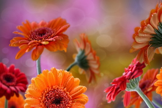 Gerberas Drops HD Wallpaper for Android, iPhone and iPad