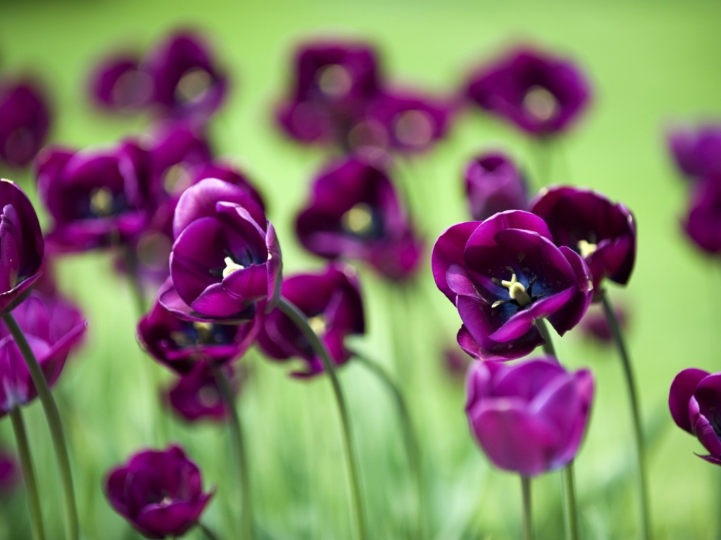 Violet Tulips wallpaper 1024x768