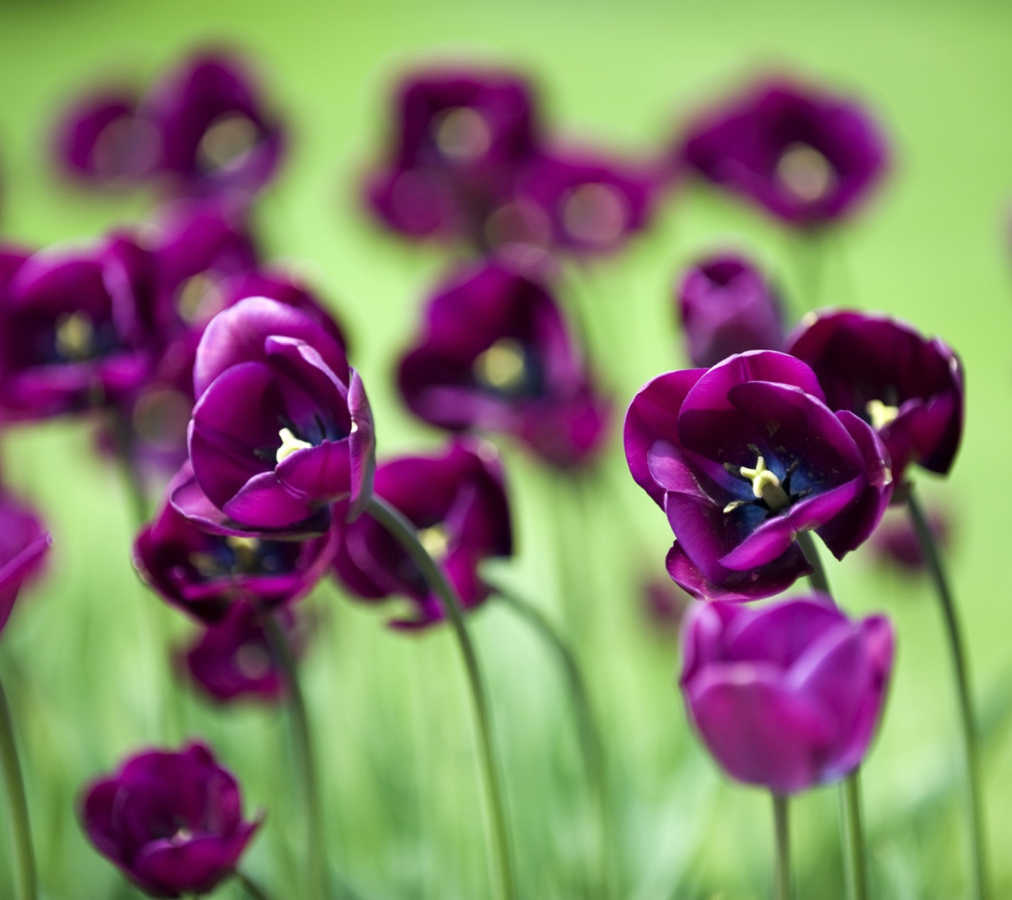 Fondo de pantalla Violet Tulips 1440x1280