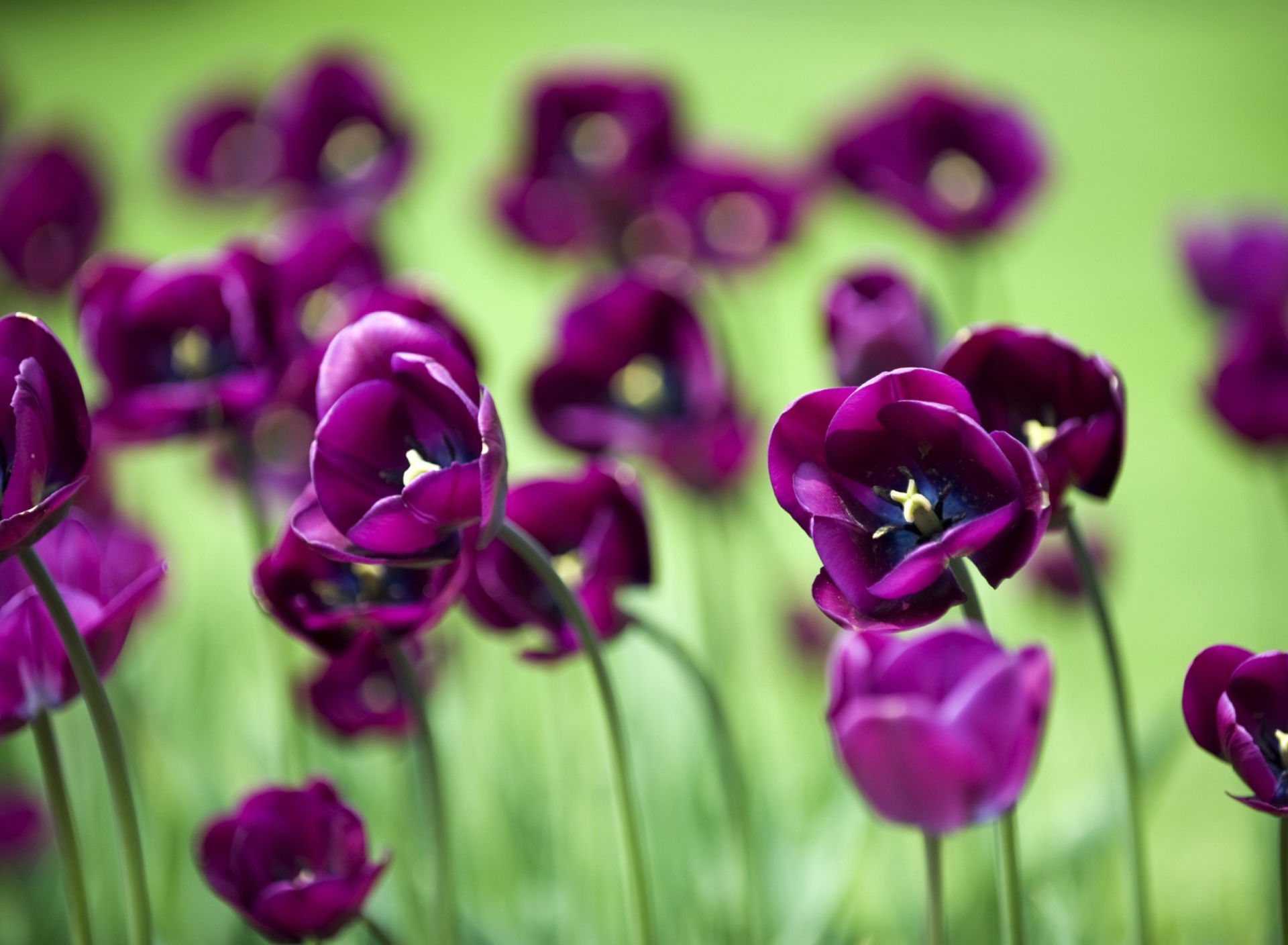 Screenshot №1 pro téma Violet Tulips 1920x1408