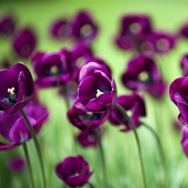 Das Violet Tulips Wallpaper 208x208