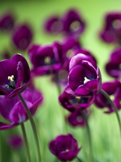 Screenshot №1 pro téma Violet Tulips 240x320