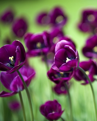 Violet Tulips papel de parede para celular para Nokia X6
