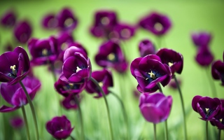 Kostenloses Violet Tulips Wallpaper für Nokia Asha 210
