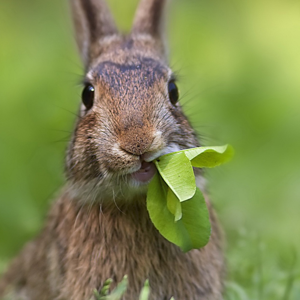 Rabbit And Leaf screenshot #1 1024x1024