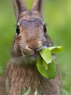 Das Rabbit And Leaf Wallpaper 240x320