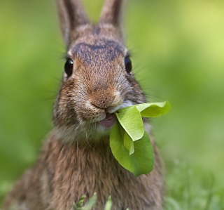 Rabbit And Leaf - Obrázkek zdarma pro iPad 3