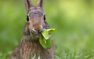 Free Rabbit And Leaf Picture for Android, iPhone and iPad