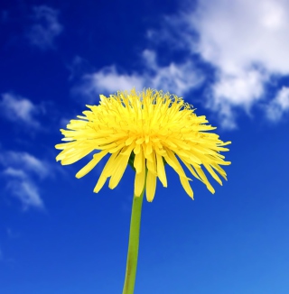 Yellow Dandelion sfondi gratuiti per iPad Air
