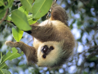 Sfondi Sloth Baby 320x240