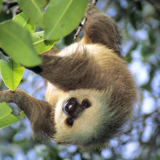 Sloth Baby papel de parede para celular para iPad Air