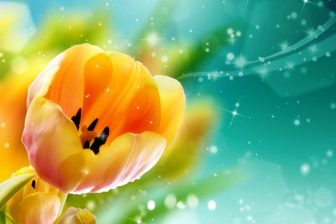 Fondo de pantalla Bokeh Tulip 480x320