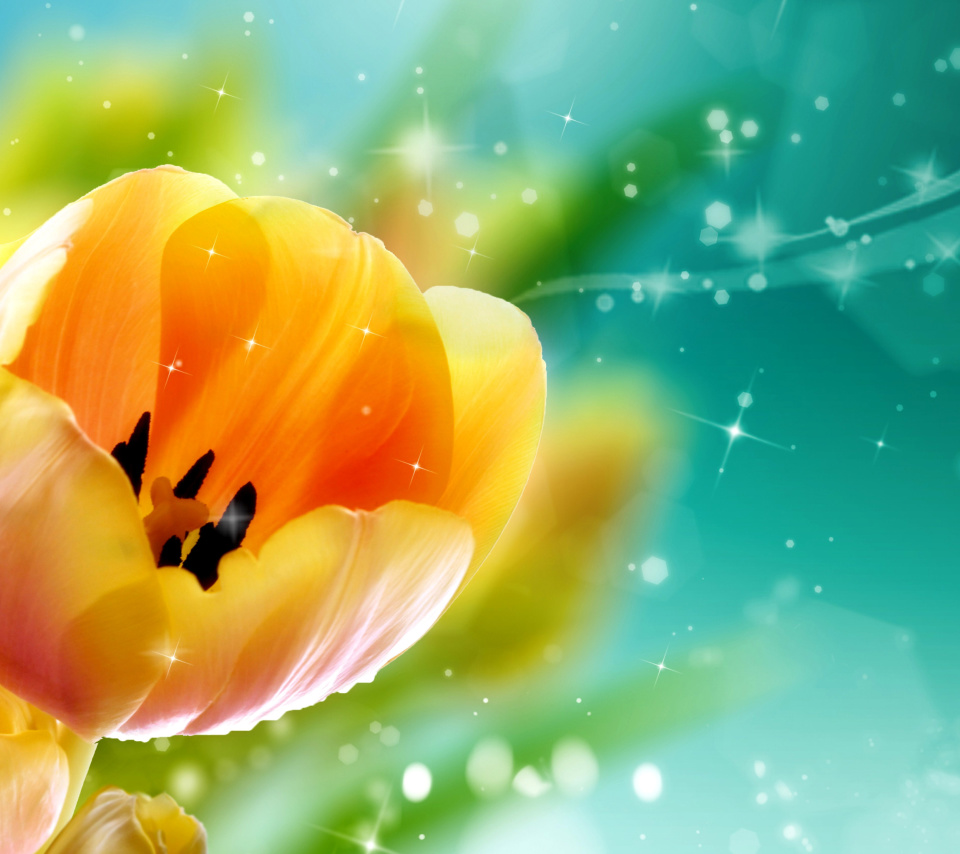 Обои Bokeh Tulip 960x854