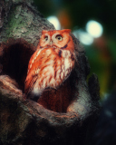 Screenshot №1 pro téma Red Owl 128x160