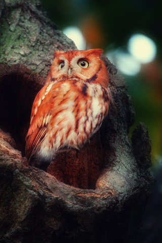 Обои Red Owl 320x480
