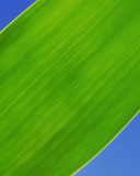 Screenshot №1 pro téma Green Grass Close Up 128x160