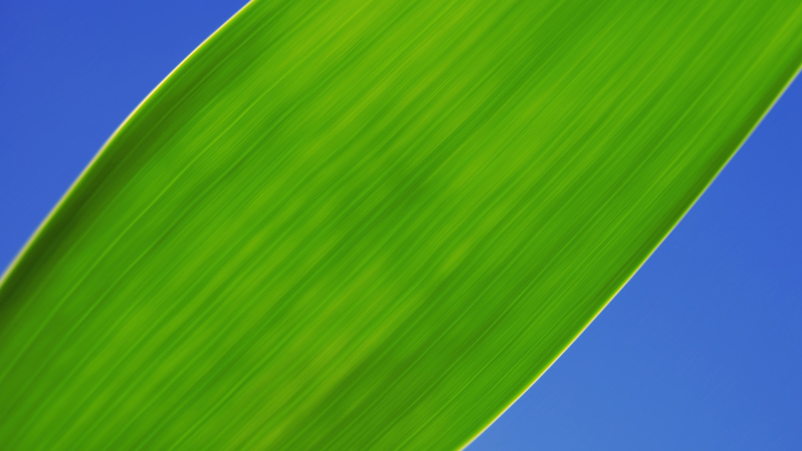 Green Grass Close Up screenshot #1 1600x900