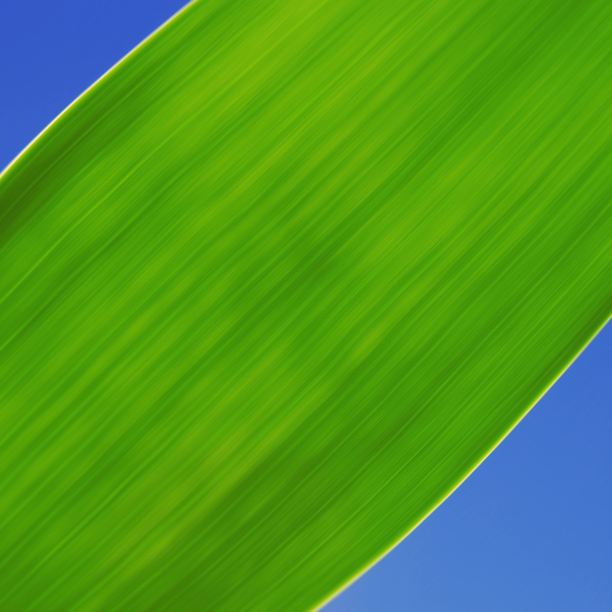 Green Grass Close Up screenshot #1 2048x2048