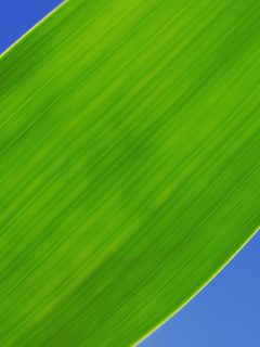 Screenshot №1 pro téma Green Grass Close Up 240x320