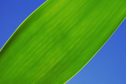 Green Grass Close Up screenshot #1 480x320
