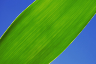 Green Grass Close Up Wallpaper for Android, iPhone and iPad