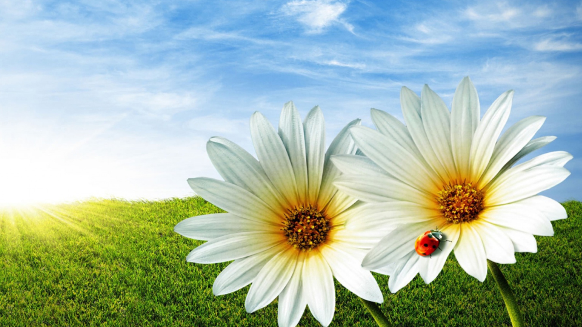 Sfondi Daisy And Lady Bug 1920x1080