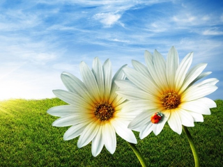 Das Daisy And Lady Bug Wallpaper 320x240