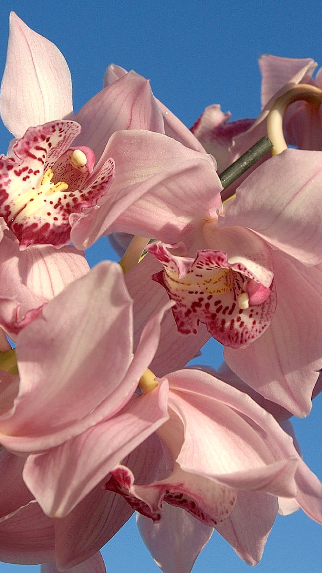 Das Pink Orchids Wallpaper 1080x1920