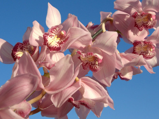 Das Pink Orchids Wallpaper 320x240