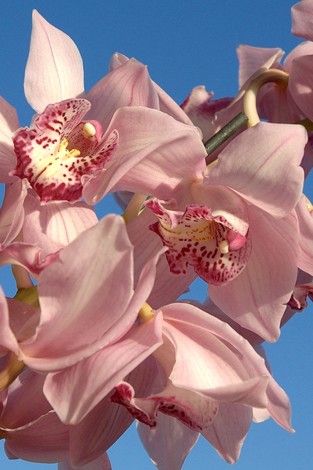 Pink Orchids wallpaper 640x960