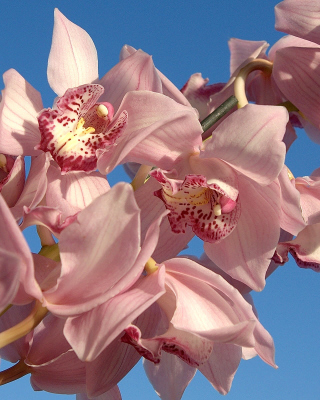 Kostenloses Pink Orchids Wallpaper für Nokia Asha 308