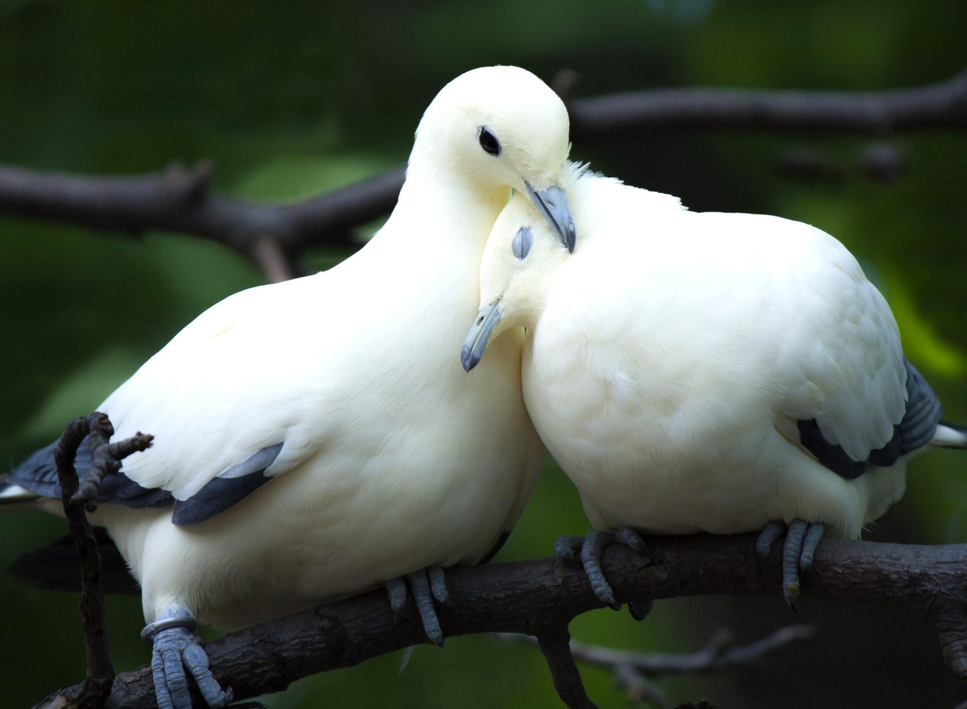 Sfondi Pigeon Couple 1920x1408
