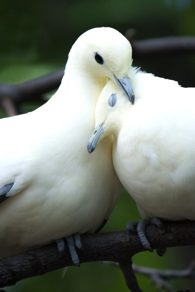Sfondi Pigeon Couple 640x960