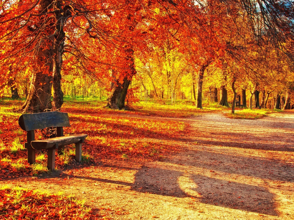 Screenshot №1 pro téma Autumn Park 1152x864