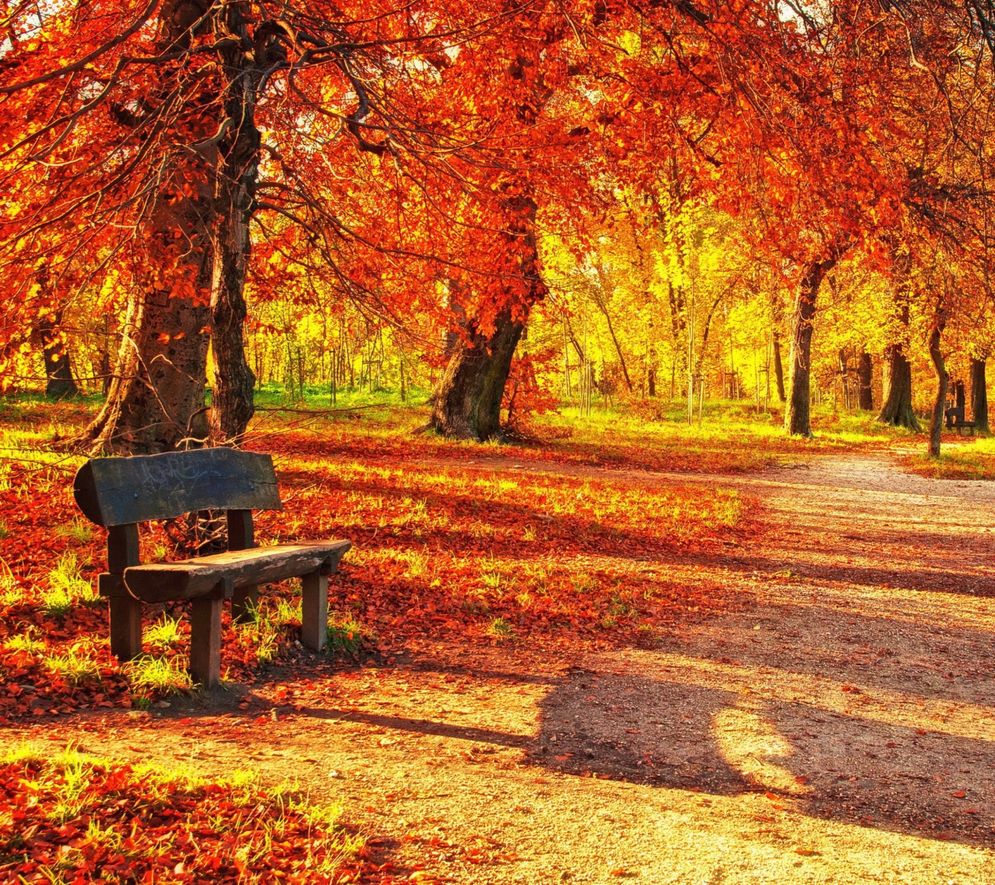 Fondo de pantalla Autumn Park 1440x1280