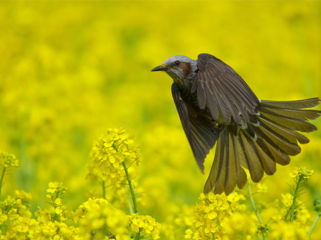 Modulatrix Spot throat Bird wallpaper 1024x768