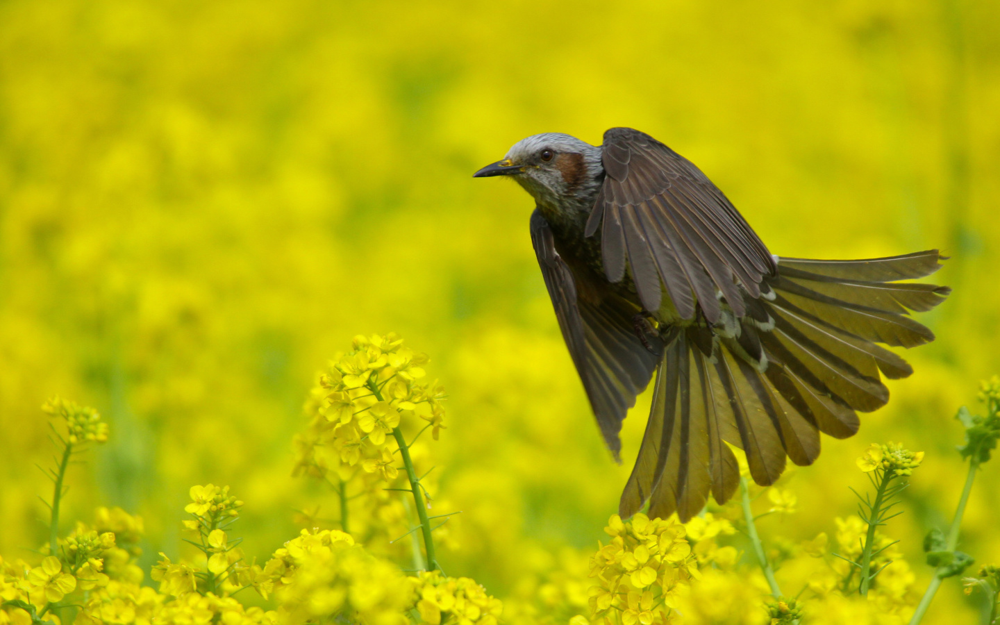 Screenshot №1 pro téma Modulatrix Spot throat Bird 1440x900