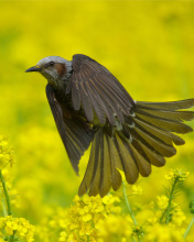 Fondo de pantalla Modulatrix Spot throat Bird 176x220