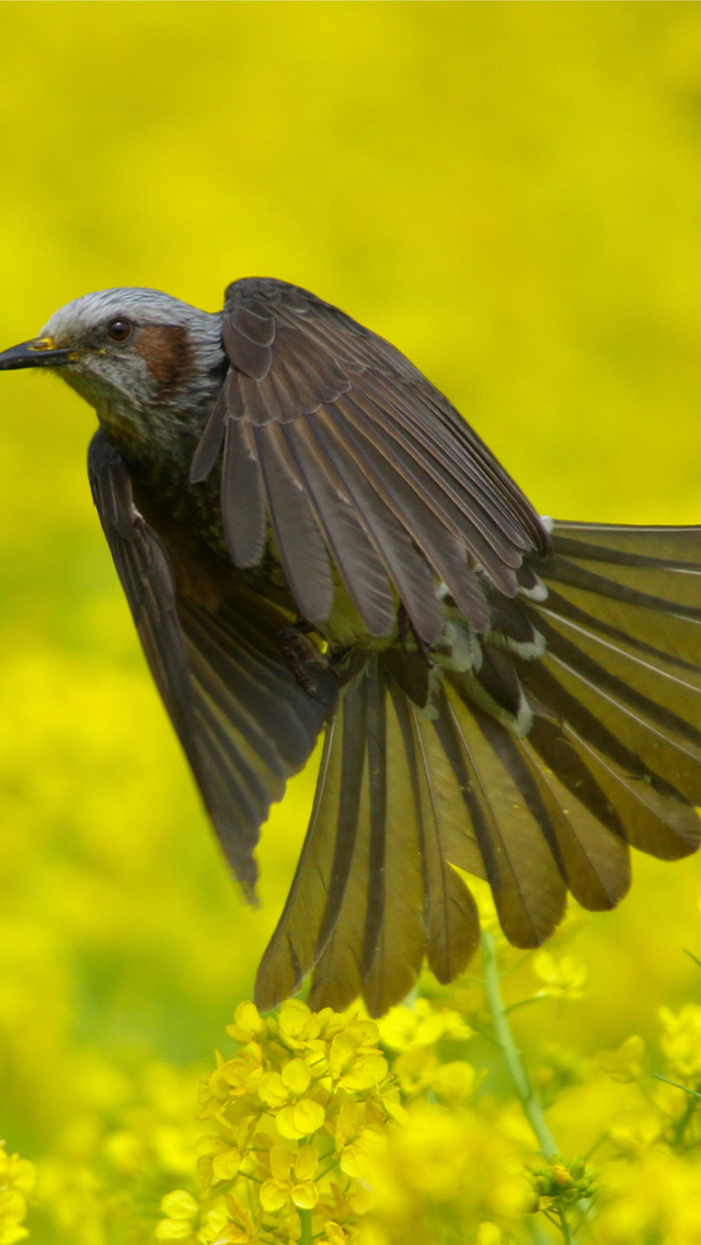 Modulatrix Spot throat Bird wallpaper 640x1136