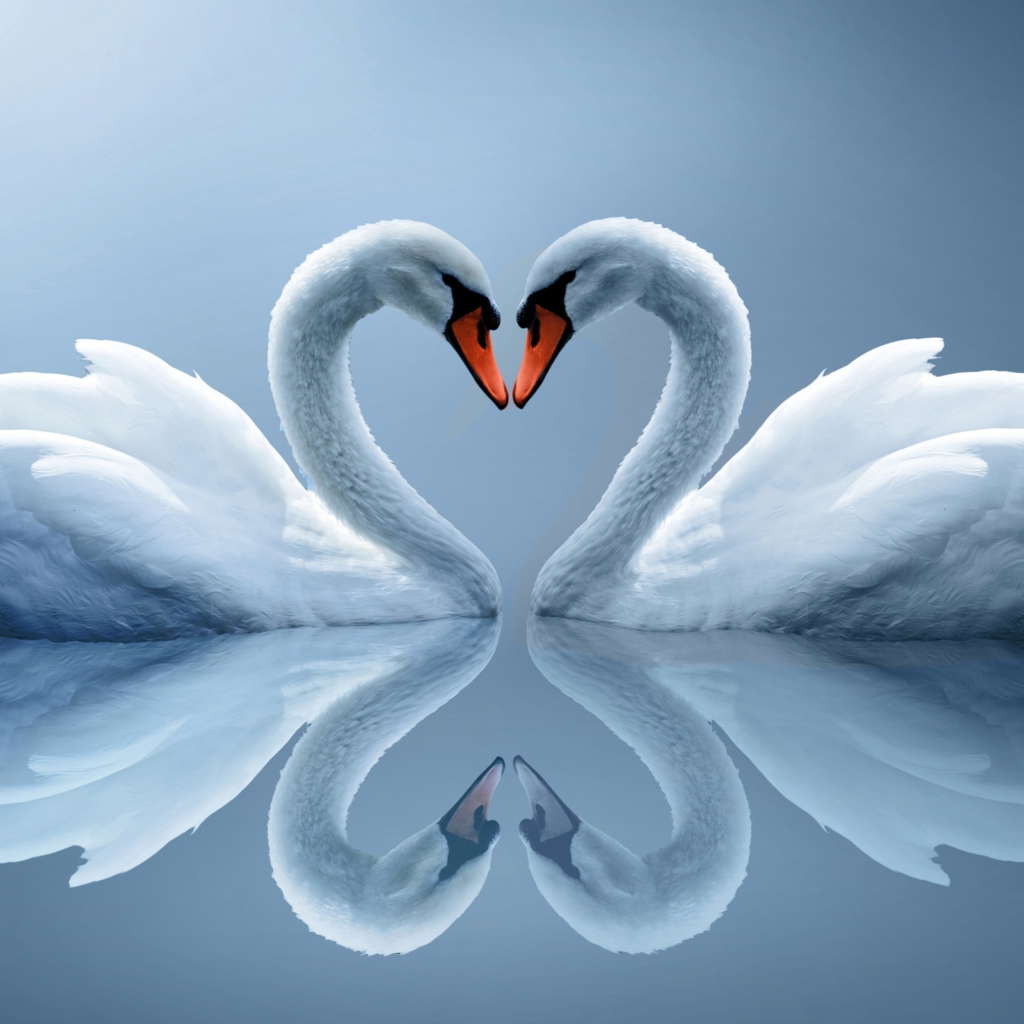 Обои Swans Couple 1024x1024