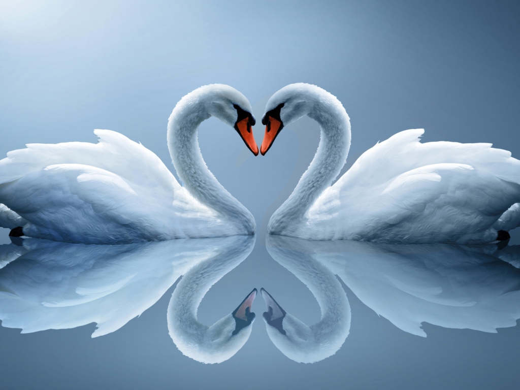 Обои Swans Couple 1024x768