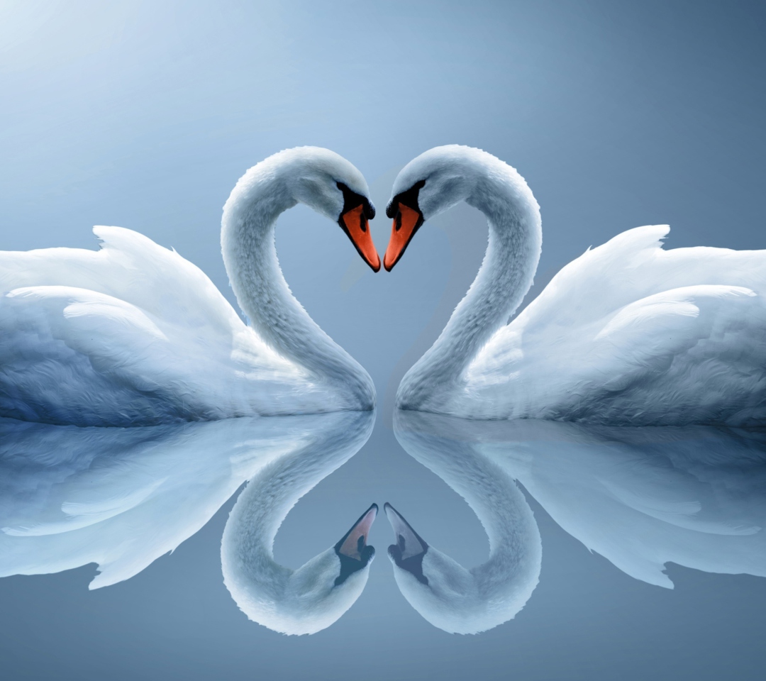 Обои Swans Couple 1080x960