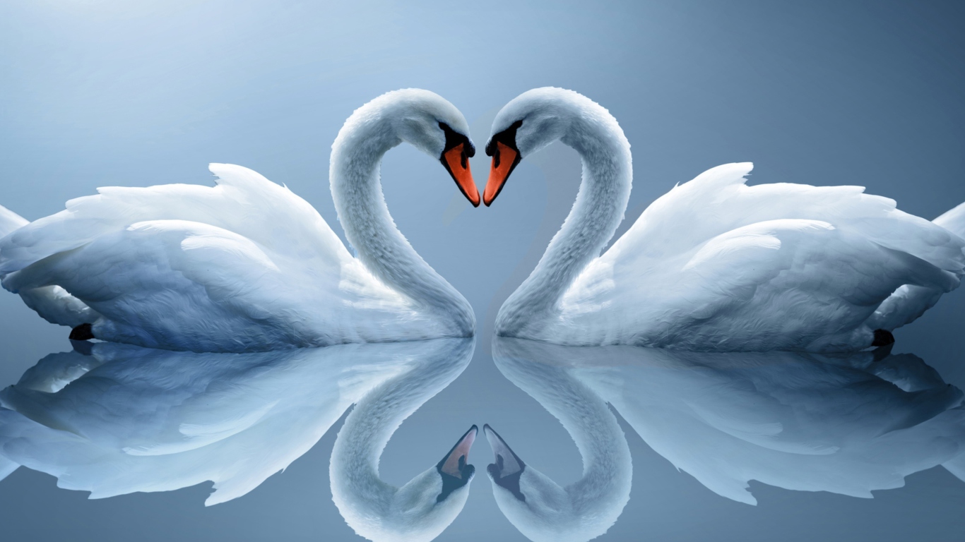 Das Swans Couple Wallpaper 1366x768